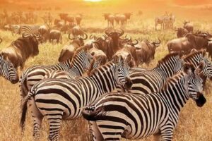 African Safaris 2025 Africa Unveiled: Nature, Culture, and History African Safaris 2025 | Africa Unveiled: Nature, Culture, and History