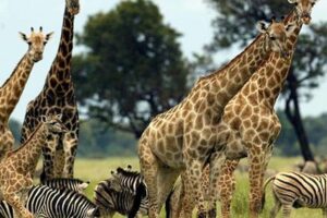Best African Safari Countries Africa Unveiled: Nature, Culture, and History Best African Safari Countries | Africa Unveiled: Nature, Culture, and History