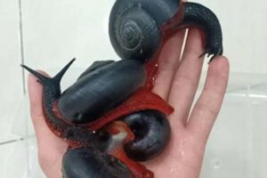 Uncover the Enigmatic World of African Land Snails for Sale in the US | Africa Unveiled: Nature, Culture, and History
