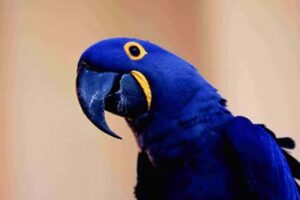 Unveiling the Enchanting World of African Blue Parrots: Discoveries and Insights for Sale Enthusiasts | Africa Unveiled: Nature, Culture, and History