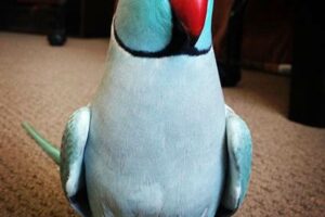 Unveiling the Wonders of African Ringneck Parrots: Your Guide to Finding the Perfect Companion Africa Unveiled: Nature, Culture, and History Unveiling the Wonders of African Ringneck Parrots: Your Guide to Finding the Perfect Companion | Africa Unveiled: Nature, Culture, and History