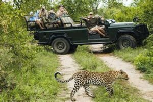 Safari African Adventure Africa Unveiled: Nature, Culture, and History Safari African Adventure | Africa Unveiled: Nature, Culture, and History
