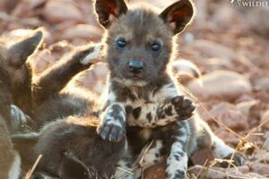 Unveiling the Secrets: Discover the World of African Wild Dog Puppies for Sale | Africa Unveiled: Nature, Culture, and History