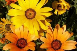 Unveil the Enchanting World of African Daisies for Sale: Discover their Beauty and Value Africa Unveiled: Nature, Culture, and History Unveil the Enchanting World of African Daisies for Sale: Discover their Beauty and Value | Africa Unveiled: Nature, Culture, and History