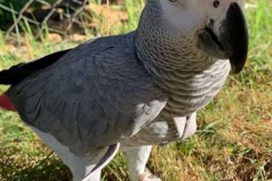 Uncover the Enchanting World of Female African Grey Parrots for Sale Africa Unveiled: Nature, Culture, and History Uncover the Enchanting World of Female African Grey Parrots for Sale | Africa Unveiled: Nature, Culture, and History