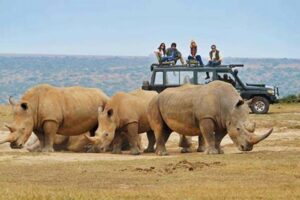 African Safari Travel Companies Africa Unveiled: Nature, Culture, and History African Safari Travel Companies | Africa Unveiled: Nature, Culture, and History