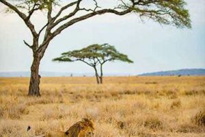 African Scenic Safaris Africa Unveiled: Nature, Culture, and History African Scenic Safaris | Africa Unveiled: Nature, Culture, and History