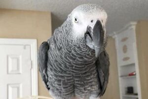 Unlock the Secrets of Talking African Grey Parrots: Unexpected Truths Revealed Africa Unveiled: Nature, Culture, and History Unlock the Secrets of Talking African Grey Parrots: Unexpected Truths Revealed | Africa Unveiled: Nature, Culture, and History