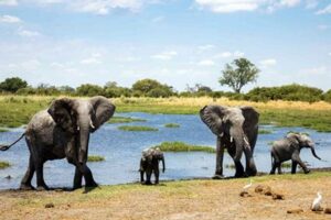Best Countries For African Safari Africa Unveiled: Nature, Culture, and History Best Countries For African Safari | Africa Unveiled: Nature, Culture, and History
