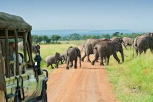 Unveiling the Secrets of the Best Small Group African Safaris Africa Unveiled: Nature, Culture, and History Unveiling the Secrets of the Best Small Group African Safaris | Africa Unveiled: Nature, Culture, and History