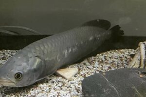 Discover the Enchanting World of African Arowanas for Sale | Africa Unveiled: Nature, Culture, and History