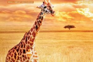 Unveiling Africa's Treasures: Discoveries and Insights on Globus African Safari | Africa Unveiled: Nature, Culture, and History