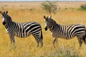 Unveiling the Secrets of African Safaris with Groupon: Discoveries & Insights Await Africa Unveiled: Nature, Culture, and History Unveiling the Secrets of African Safaris with Groupon: Discoveries & Insights Await | Africa Unveiled: Nature, Culture, and History