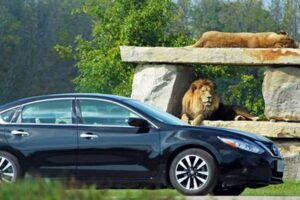 Unleash the Secrets of the "African Lion Safari": Unveil the Best Hotels Nearby Africa Unveiled: Nature, Culture, and History Unleash the Secrets of the "African Lion Safari": Unveil the Best Hotels Nearby | Africa Unveiled: Nature, Culture, and History