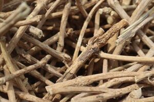 Unveiling the Secrets of African Dream Root: Discoveries and Insights for Enhanced Sleep | Africa Unveiled: Nature, Culture, and History