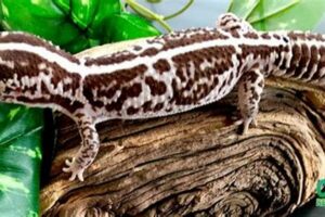 Unveiling the World of African Fat-Tailed Geckos: A Journey of Discovery Africa Unveiled: Nature, Culture, and History Unveiling the World of African Fat-Tailed Geckos: A Journey of Discovery | Africa Unveiled: Nature, Culture, and History