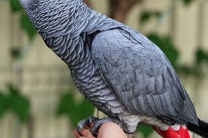 Unlock the Secrets of African Grey Ownership: A Journey of Discovery Africa Unveiled: Nature, Culture, and History Unlock the Secrets of African Grey Ownership: A Journey of Discovery | Africa Unveiled: Nature, Culture, and History