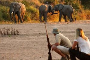 Discover the Heart of Africa: Unforgettable Walking Safaris Africa Unveiled: Nature, Culture, and History Discover the Heart of Africa: Unforgettable Walking Safaris | Africa Unveiled: Nature, Culture, and History