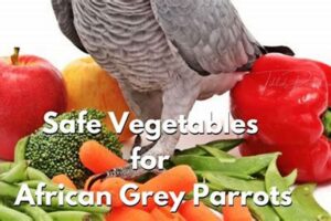 Unveil the Secrets: The Ultimate Guide to Feeding Your African Grey Parrot Africa Unveiled: Nature, Culture, and History Unveil the Secrets: The Ultimate Guide to Feeding Your African Grey Parrot | Africa Unveiled: Nature, Culture, and History