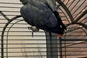 Unveil the Secrets: African Grey Parrots for Sale in NJ Revealed Africa Unveiled: Nature, Culture, and History Unveil the Secrets: African Grey Parrots for Sale in NJ Revealed | Africa Unveiled: Nature, Culture, and History