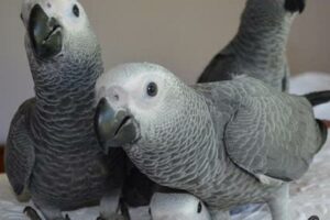 Unveiling the Secrets: Your Ultimate Guide to African Grey Parrots for Sale in Los Angeles Africa Unveiled: Nature, Culture, and History Unveiling the Secrets: Your Ultimate Guide to African Grey Parrots for Sale in Los Angeles | Africa Unveiled: Nature, Culture, and History