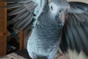 Unveiling the Secrets of African Grey Parrots for Sale in New Jersey Africa Unveiled: Nature, Culture, and History Unveiling the Secrets of African Grey Parrots for Sale in New Jersey | Africa Unveiled: Nature, Culture, and History