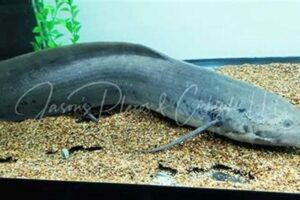 Uncover the Secrets of African Lungfish: A Guide to Captivating Discoveries | Africa Unveiled: Nature, Culture, and History