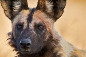 Unveiling the Hidden Truth: Wild African Dogs for Sale and the Fight for Survival Africa Unveiled: Nature, Culture, and History Unveiling the Hidden Truth: Wild African Dogs for Sale and the Fight for Survival | Africa Unveiled: Nature, Culture, and History