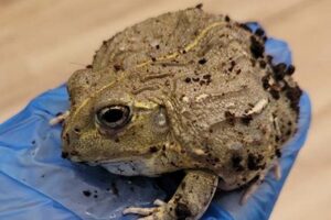 Uncover the Secrets of Giant African Bullfrog Ownership: A Comprehensive Guide Africa Unveiled: Nature, Culture, and History Uncover the Secrets of Giant African Bullfrog Ownership: A Comprehensive Guide | Africa Unveiled: Nature, Culture, and History