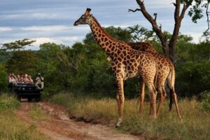 Best African Safari Tours Tripadvisor Africa Unveiled: Nature, Culture, and History Best African Safari Tours Tripadvisor | Africa Unveiled: Nature, Culture, and History