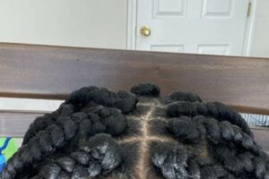Discover the Secrets to Stunning African Braids at Sally's Haven | Africa Unveiled: Nature, Culture, and History