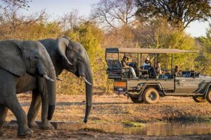Best African Safaris For Families Africa Unveiled: Nature, Culture, and History Best African Safaris For Families | Africa Unveiled: Nature, Culture, and History