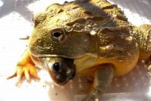 Unlock the Secrets of African Bullfrog Food: Discoveries and Insights Await Africa Unveiled: Nature, Culture, and History Unlock the Secrets of African Bullfrog Food: Discoveries and Insights Await | Africa Unveiled: Nature, Culture, and History