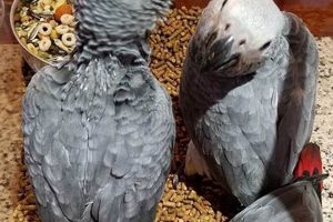 Unveiling the Secrets: Discover Your Perfect African Grey Parrot in New York Africa Unveiled: Nature, Culture, and History Unveiling the Secrets: Discover Your Perfect African Grey Parrot in New York | Africa Unveiled: Nature, Culture, and History