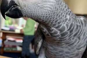 Unlock the Wonders: Discovering the Perfect Baby African Grey Parrot Near You Africa Unveiled: Nature, Culture, and History Unlock the Wonders: Discovering the Perfect Baby African Grey Parrot Near You | Africa Unveiled: Nature, Culture, and History