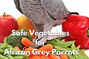 Unveiling the Nutritional Secrets: Discover the Best Food for African Grey Parrots Africa Unveiled: Nature, Culture, and History Unveiling the Nutritional Secrets: Discover the Best Food for African Grey Parrots | Africa Unveiled: Nature, Culture, and History