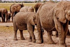 Discover the Enchanting World of African Safari Elephant Sanctuaries Africa Unveiled: Nature, Culture, and History Discover the Enchanting World of African Safari Elephant Sanctuaries | Africa Unveiled: Nature, Culture, and History