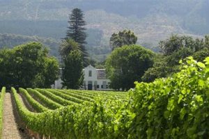 Uncover the Enchanting World of Buitenverwachting, South Africa | Africa Unveiled: Nature, Culture, and History