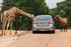 Unforgettable African Safari in Georgia: Explore the Untamed Wilderness Africa Unveiled: Nature, Culture, and History Unforgettable African Safari in Georgia: Explore the Untamed Wilderness | Africa Unveiled: Nature, Culture, and History