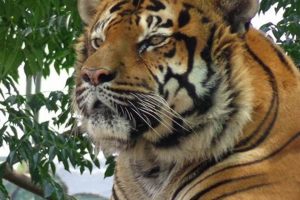Unveiling the Enchanting Realm of Lory Park Zoo: South Africa's Avian Paradise Africa Unveiled: Nature, Culture, and History Unveiling the Enchanting Realm of Lory Park Zoo: South Africa's Avian Paradise | Africa Unveiled: Nature, Culture, and History