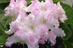 Discover the Enchanting World of Rare African Violet Plants and Enhance Your Indoor Oasis Africa Unveiled: Nature, Culture, and History Discover the Enchanting World of Rare African Violet Plants and Enhance Your Indoor Oasis | Africa Unveiled: Nature, Culture, and History