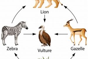 Unveiling the Wonders of Africa's Food Chain: Discoveries and Insights Await Africa Unveiled: Nature, Culture, and History Unveiling the Wonders of Africa's Food Chain: Discoveries and Insights Await | Africa Unveiled: Nature, Culture, and History