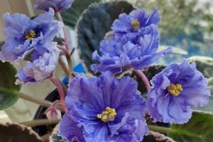 Discover the Enchanting Watermelon Snow African Violet: A Guide to Beauty and Care Africa Unveiled: Nature, Culture, and History Discover the Enchanting Watermelon Snow African Violet: A Guide to Beauty and Care | Africa Unveiled: Nature, Culture, and History