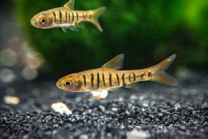 Uncover the Secrets of African Banded Barbs for Sale: A Journey into Vibrant Beauty | Africa Unveiled: Nature, Culture, and History