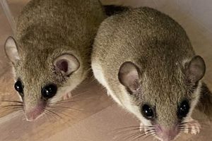 Unveiling the Enchanting World of African Pygmy Dormice: A Treasure Awaits! Africa Unveiled: Nature, Culture, and History Unveiling the Enchanting World of African Pygmy Dormice: A Treasure Awaits! | Africa Unveiled: Nature, Culture, and History