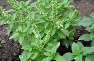 Unveiling the Secrets of African Basil: A Culinary and Medicinal Treasure Africa Unveiled: Nature, Culture, and History Unveiling the Secrets of African Basil: A Culinary and Medicinal Treasure | Africa Unveiled: Nature, Culture, and History