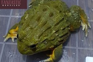 Unveil the Secrets of African Bullfrog Tadpoles for Sale Africa Unveiled: Nature, Culture, and History Unveil the Secrets of African Bullfrog Tadpoles for Sale | Africa Unveiled: Nature, Culture, and History