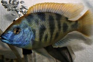 Unveiling the Secrets to Thriving African Cichlid Fry: Your Guide to Success | Africa Unveiled: Nature, Culture, and History