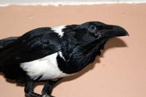 Uncover the Secrets of African Crows for Sale: A Guide to Finding, Caring for, and Enjoying These Remarkable Birds | Africa Unveiled: Nature, Culture, and History