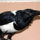 Uncover the Secrets of African Crows for Sale: A Guide to Finding, Caring for, and Enjoying These Remarkable Birds | Africa Unveiled: Nature, Culture, and History